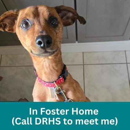Heaven, adopted, Adult Female Mixed Breed.