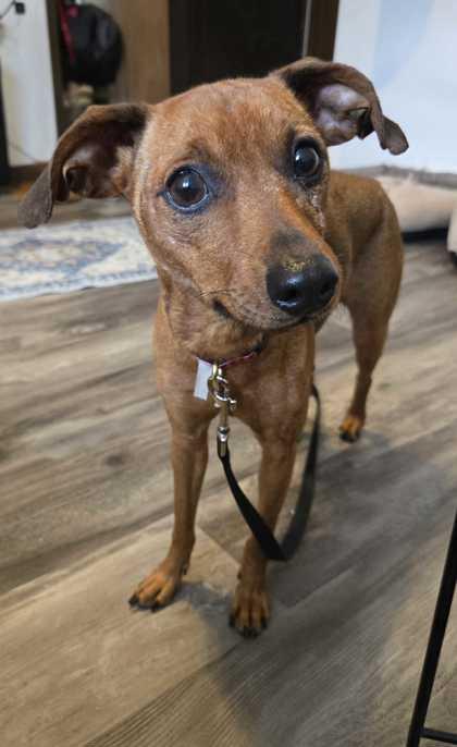 Heaven, an adopted Mixed Breed in Dubuque, IA image 2/2