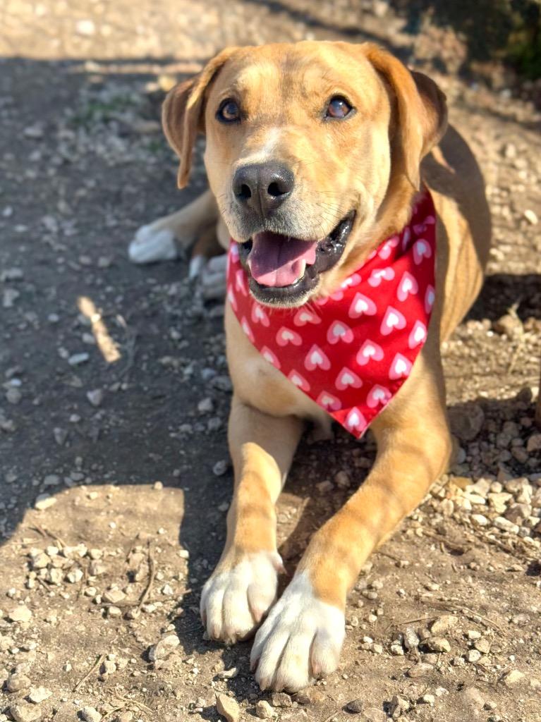 Abby, Adoptable, Adult Female Labrador Retriever.
