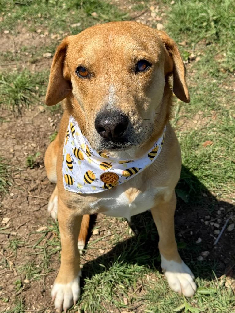 Enlarge Abby, a Adoptable Labrador Retriever in Canyon Lake, TX image 2/6