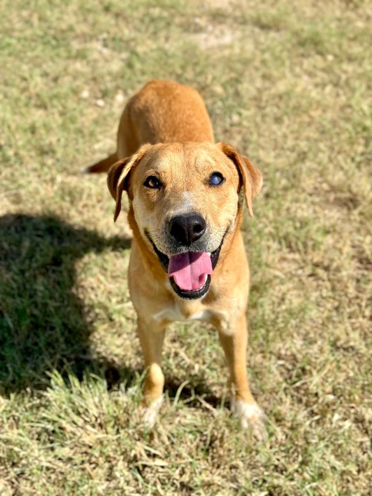 Enlarge Abby, a Adoptable Labrador Retriever in Canyon Lake, TX image 3/6