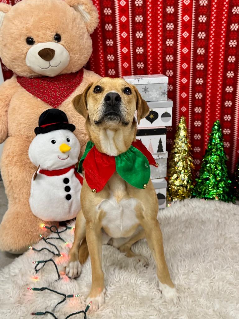 Enlarge Abby, a Adoptable Labrador Retriever in Canyon Lake, TX image 4/6