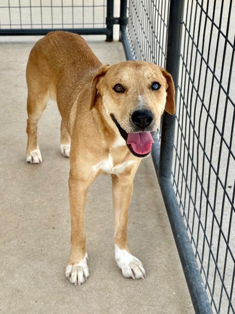 Enlarge Abby, a Adoptable Labrador Retriever in Canyon Lake, TX image 5/6