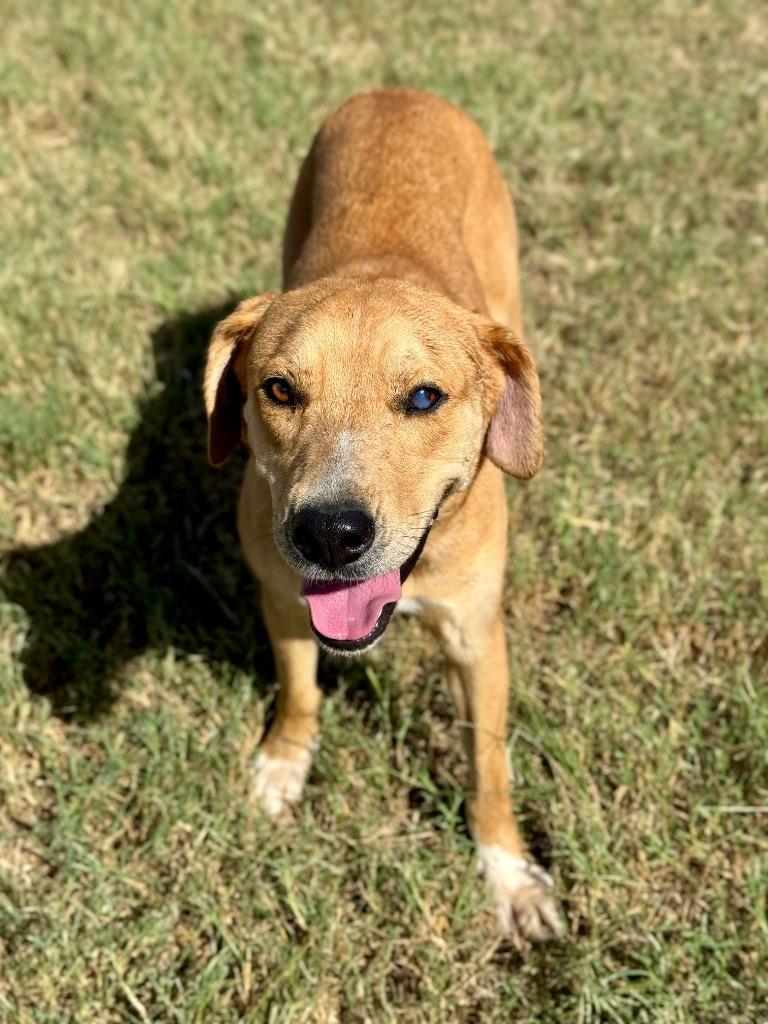 Enlarge Abby, a Adoptable Labrador Retriever in Canyon Lake, TX image 6/6