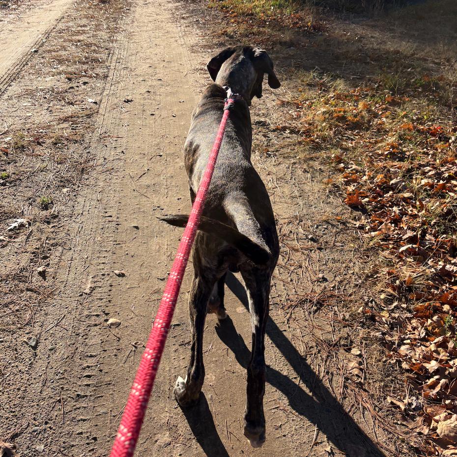 Enlarge Mater, a Adoptable mixed breed in Crystal, MN image 1/4