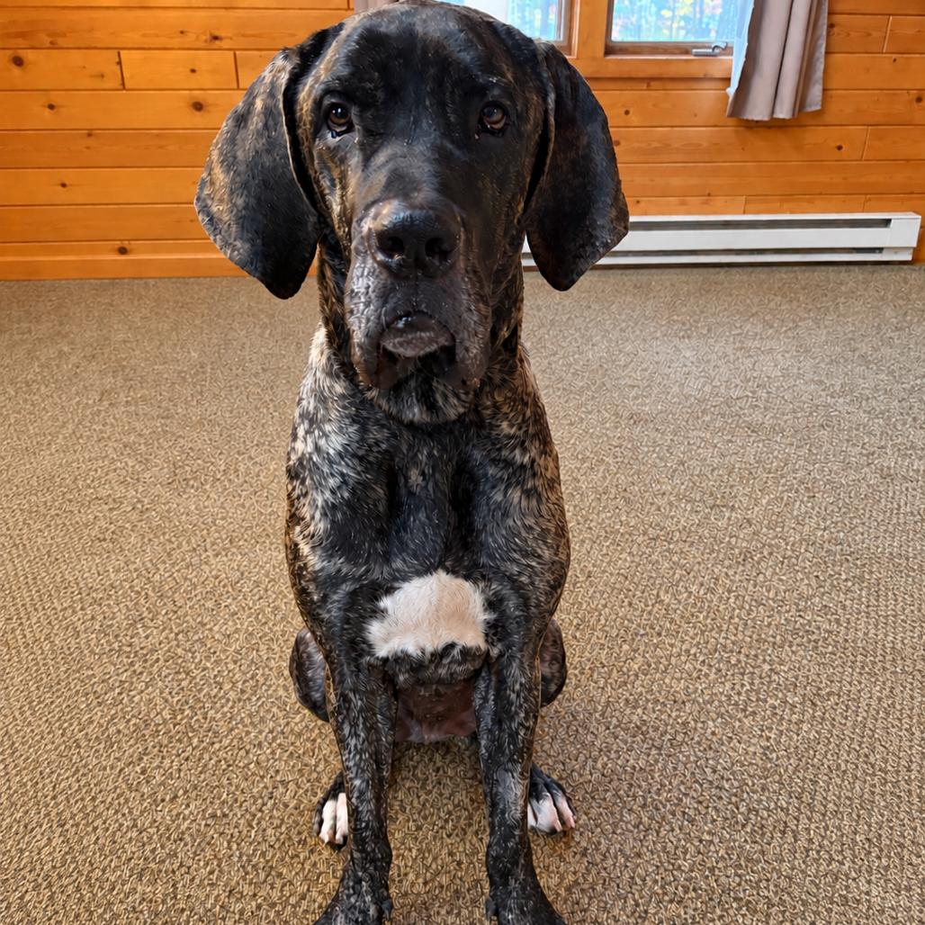 Enlarge Mater, a Adoptable mixed breed in Crystal, MN image 2/4