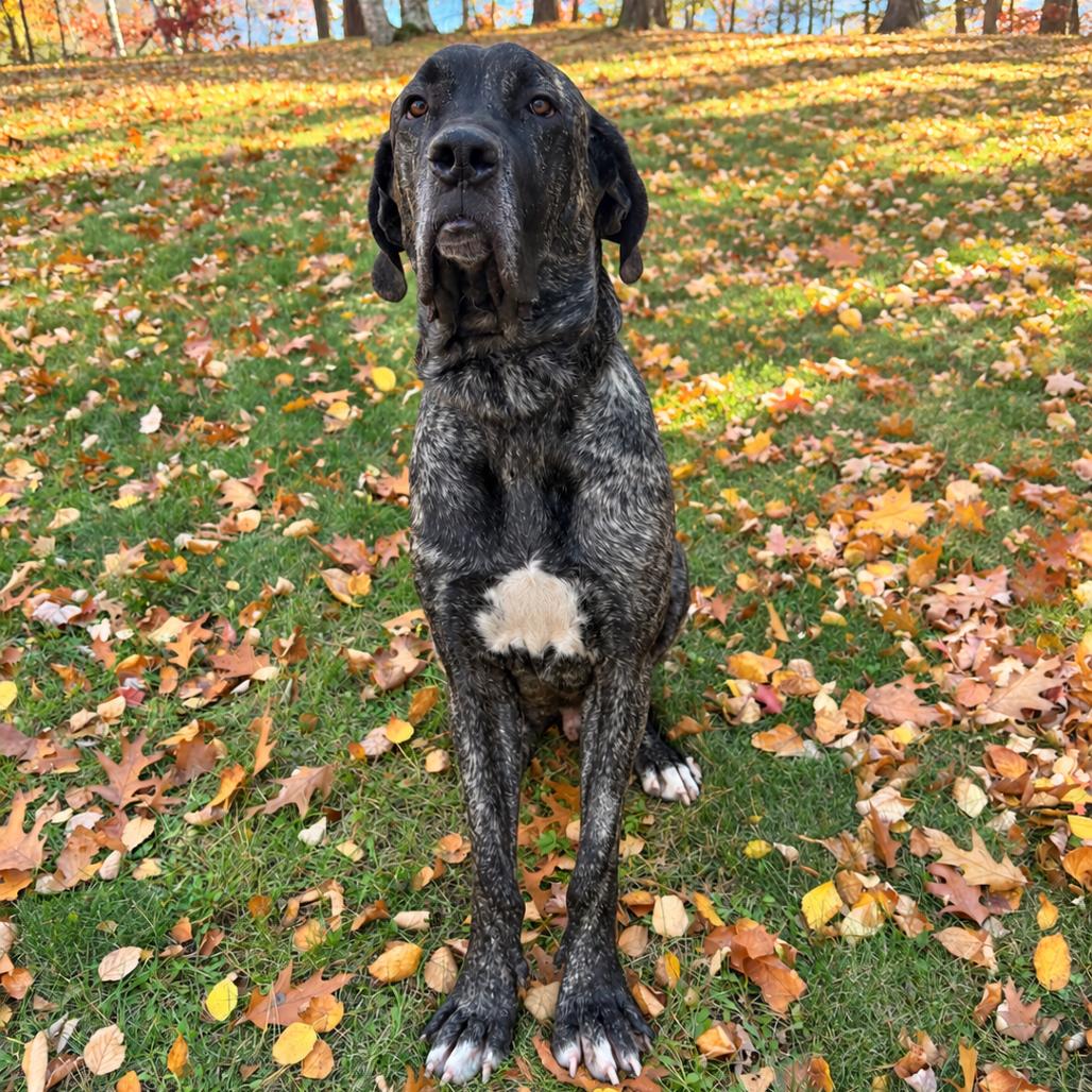 Enlarge Mater, a Adoptable mixed breed in Crystal, MN image 3/4