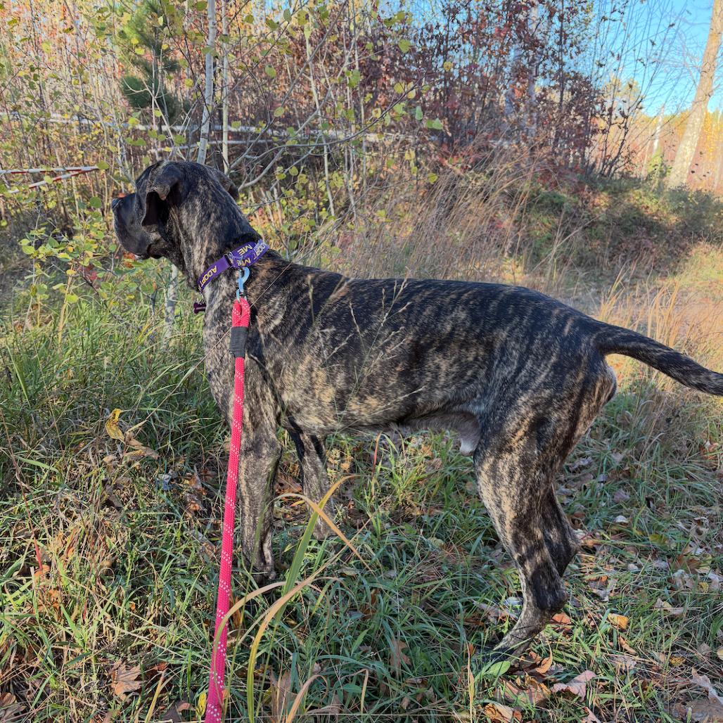Enlarge Mater, a Adoptable mixed breed in Crystal, MN image 4/4