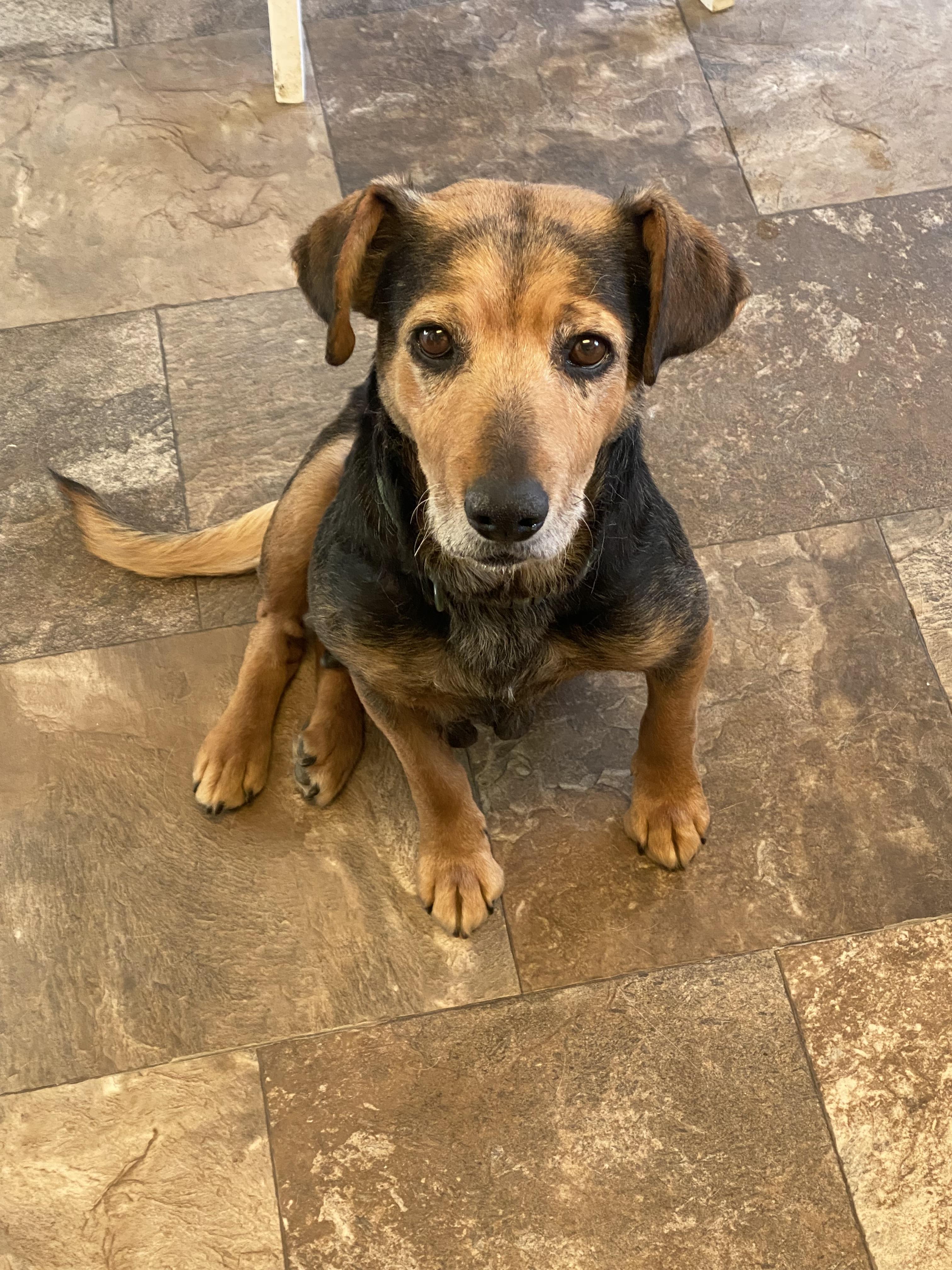 Enlarge Olive, a Adoptable mixed breed in Hardin, MT image 1/1