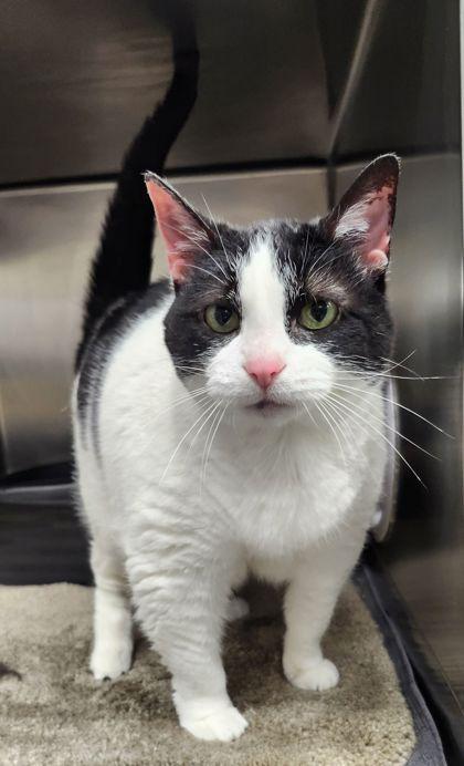 Lorraine, a Adoptable Domestic Short Hair in Hobart, IN image 2/3