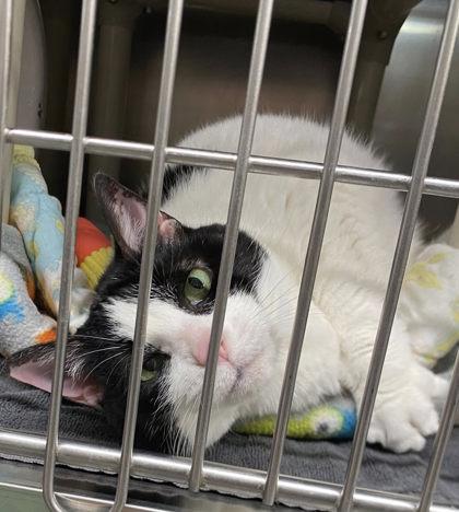 Lorraine, a Adoptable Domestic Short Hair in Hobart, IN image 3/3