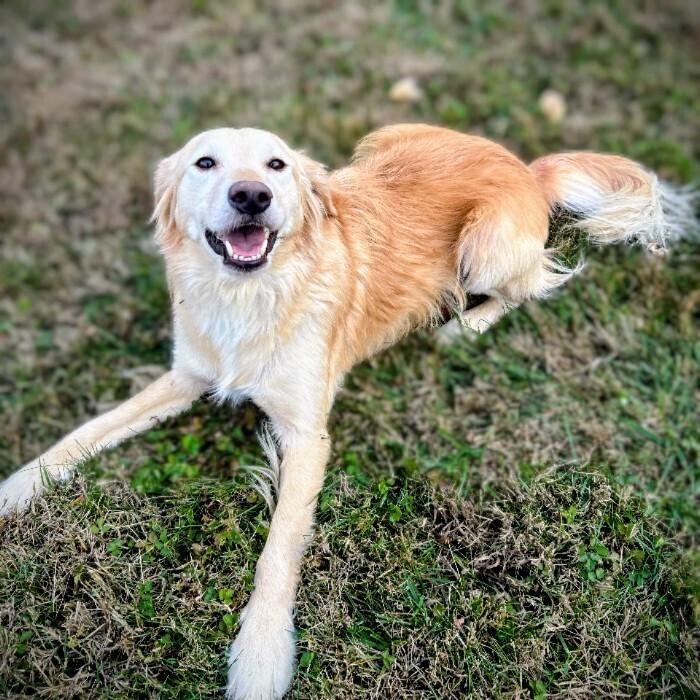 Cooper #7325, Adoptable, Adult Male Golden Retriever.