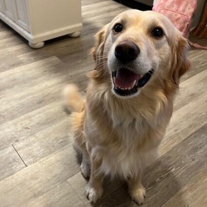 Enlarge Cooper #7325, a Adoptable mixed breed in Louisville, KY image 2/6