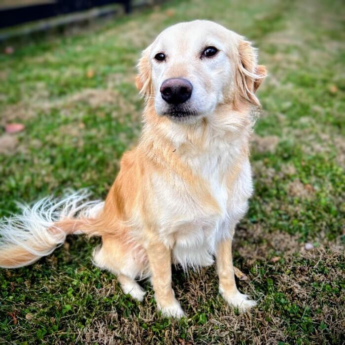 Enlarge Cooper #7325, a Adoptable mixed breed in Louisville, KY image 4/6