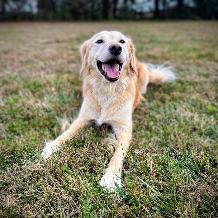 Enlarge Cooper #7325, a Adoptable mixed breed in Louisville, KY image 5/6