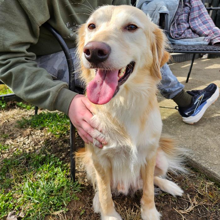 Enlarge Cooper #7325, a Adoptable mixed breed in Louisville, KY image 6/6