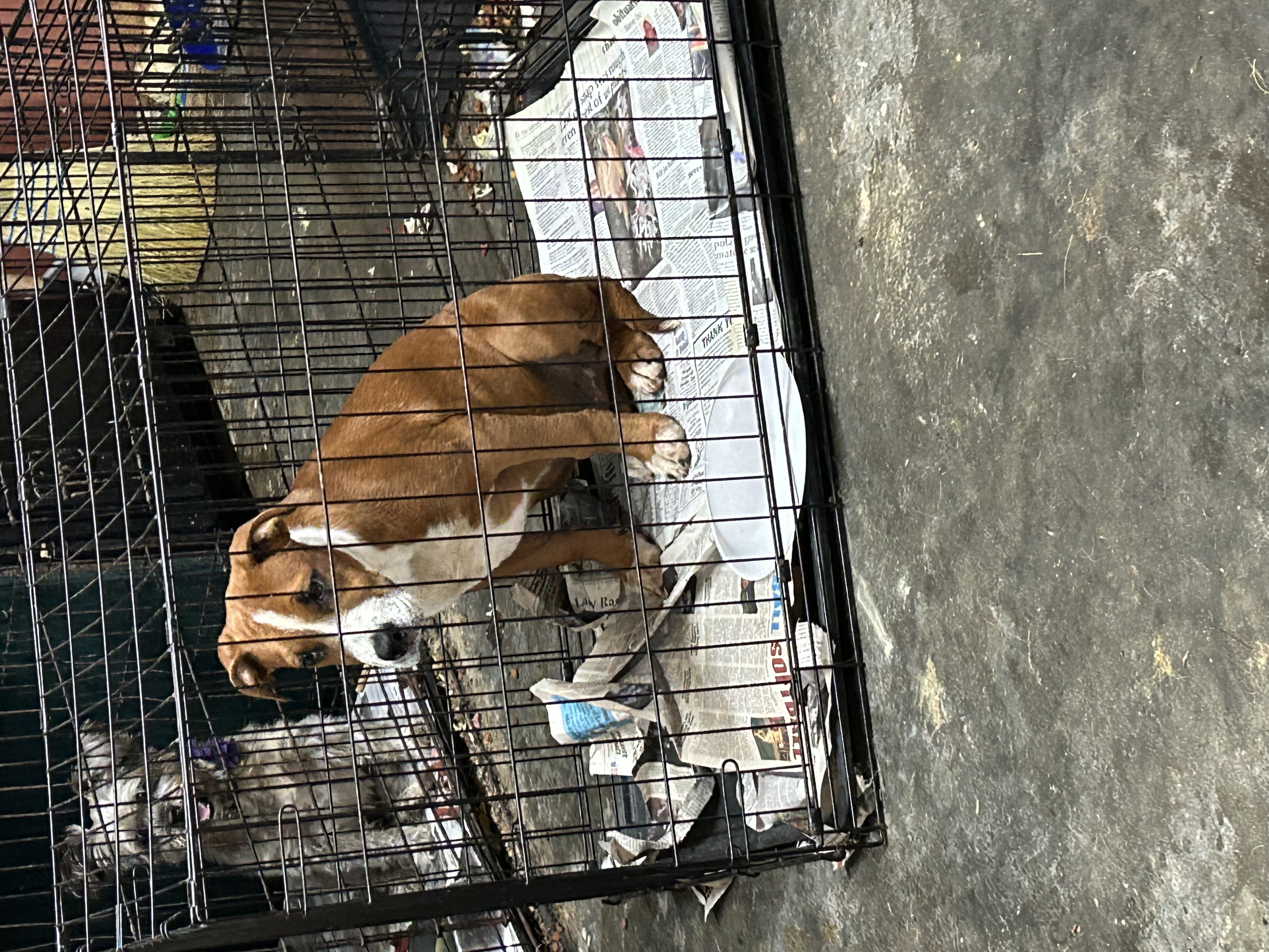Enlarge Milo, a Adoptable Mixed Breed in Bruce, MS image 1/1