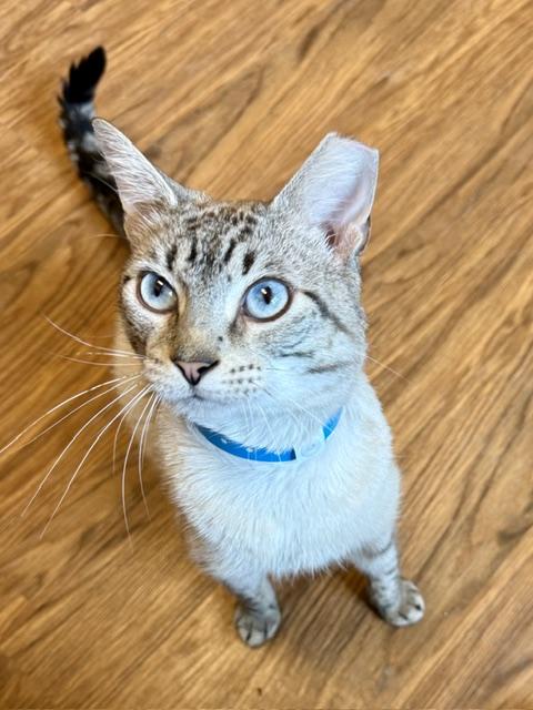 Nicholas, adopted, Adult Male Siamese.