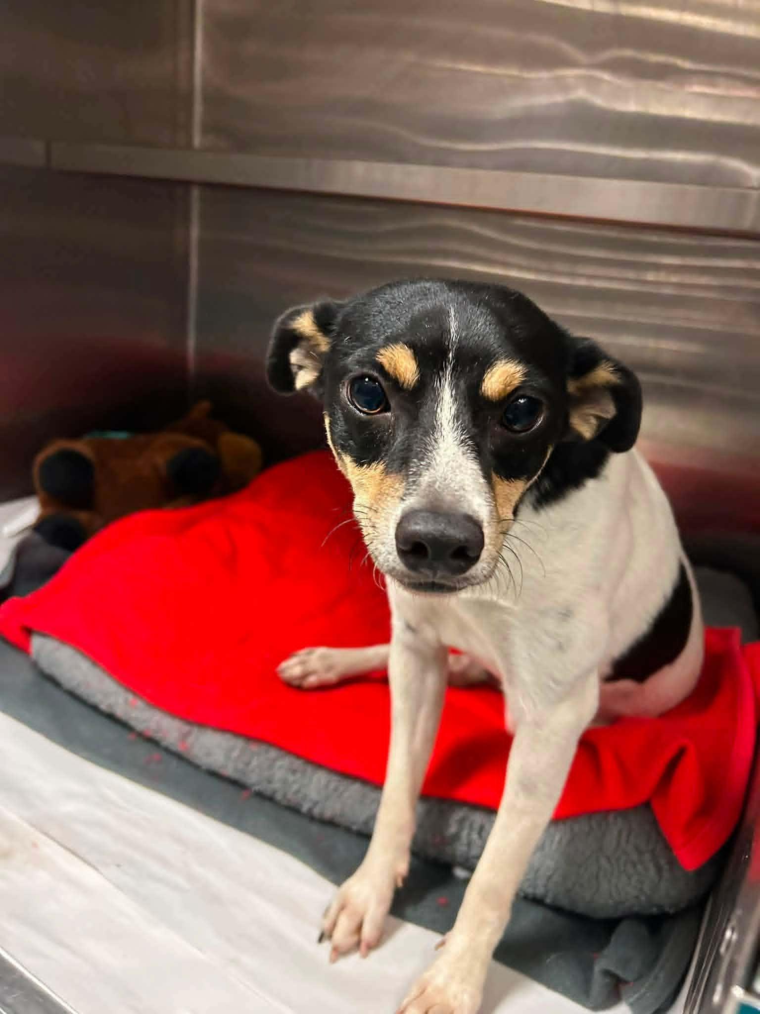 Ray (On medical hold), Adoptable, Adult Male Rat Terrier.