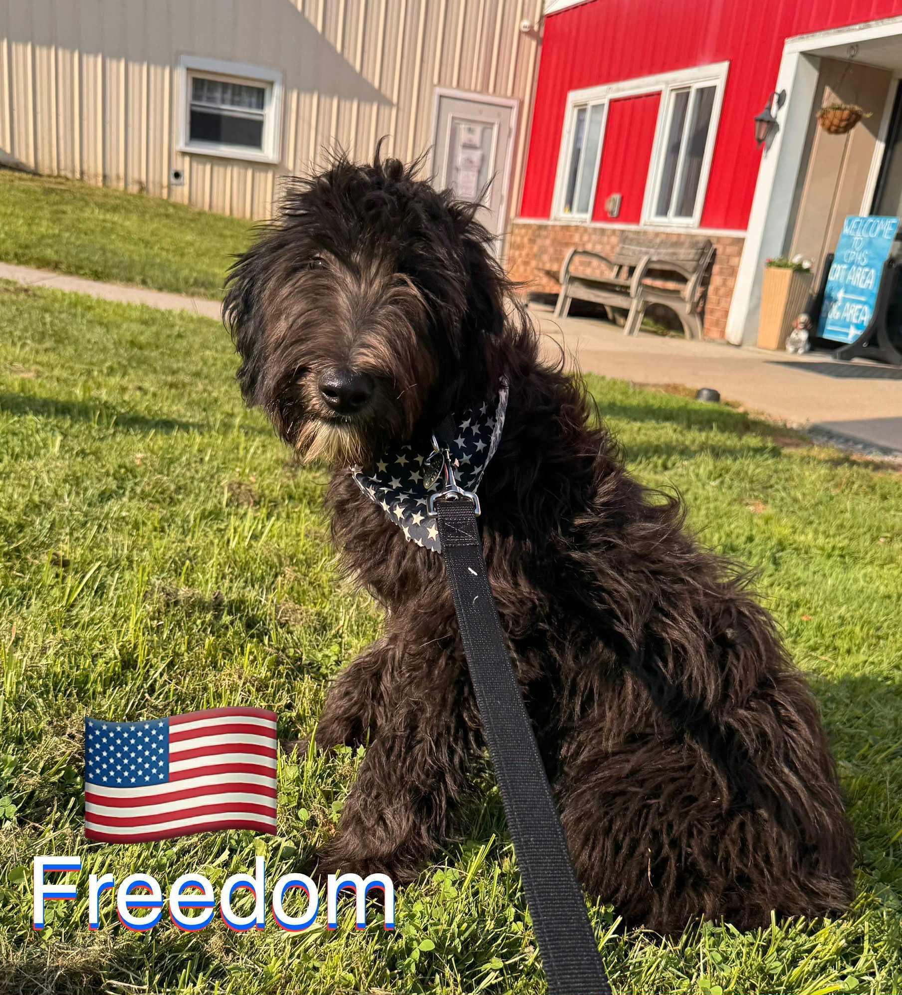 Freedom, Baby Female Border Collie