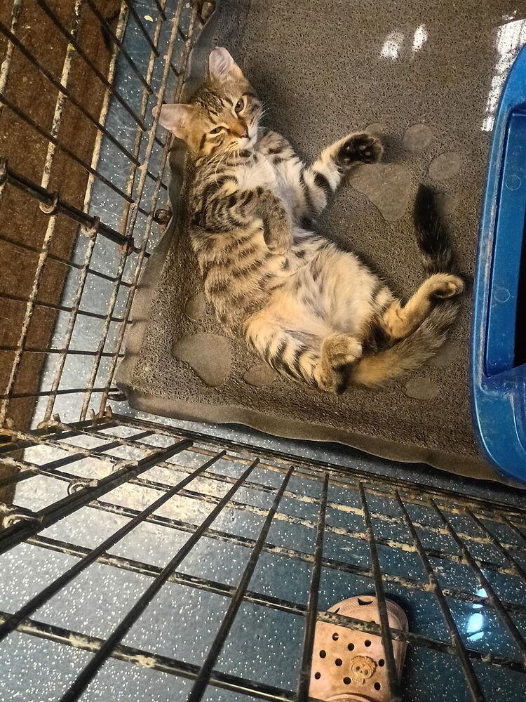 Michael Jackson, Adoptable, Kitten Male Tabby.