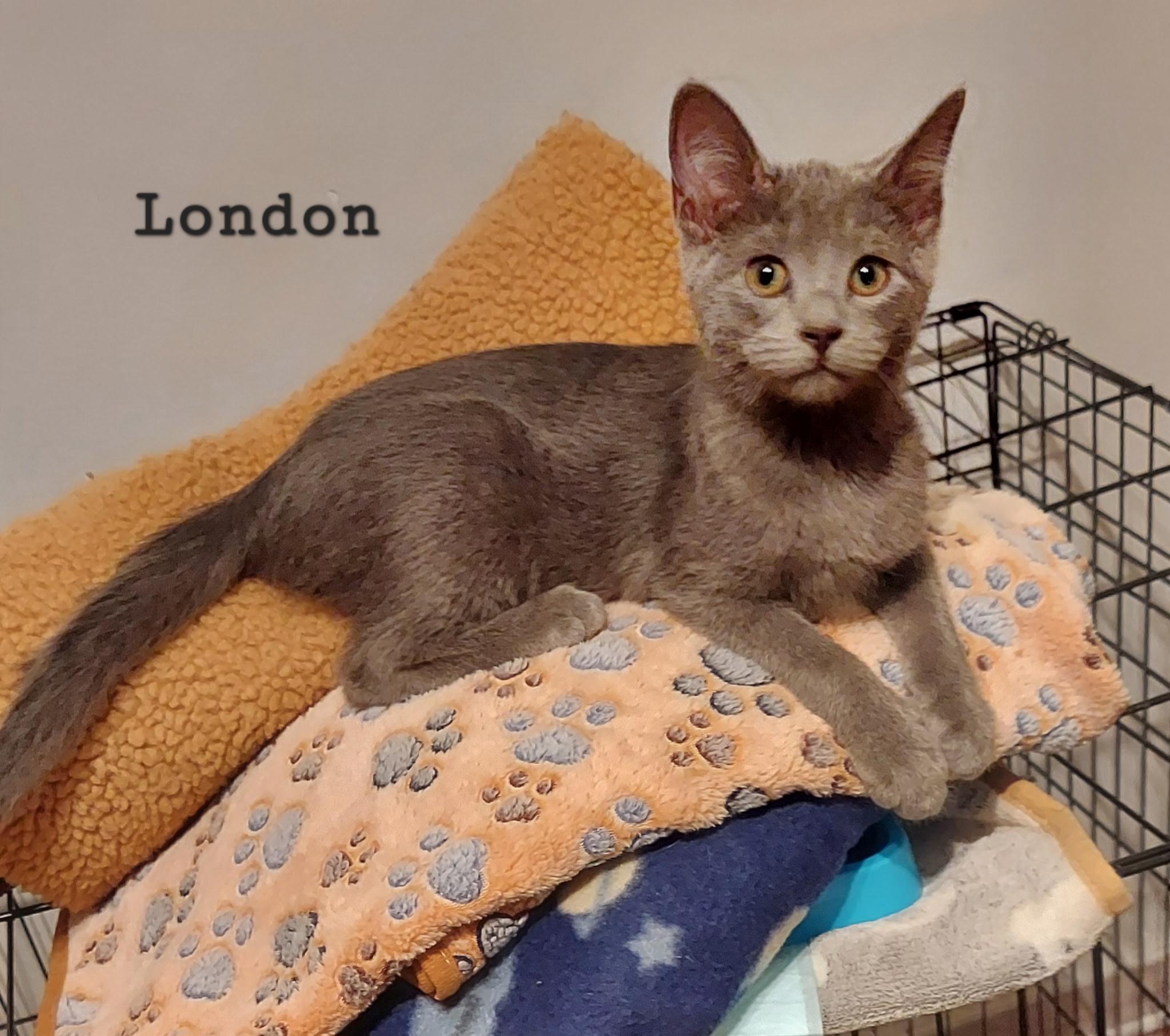 London, ADOPTABLE, Kitten Male Domestic Short Hair.