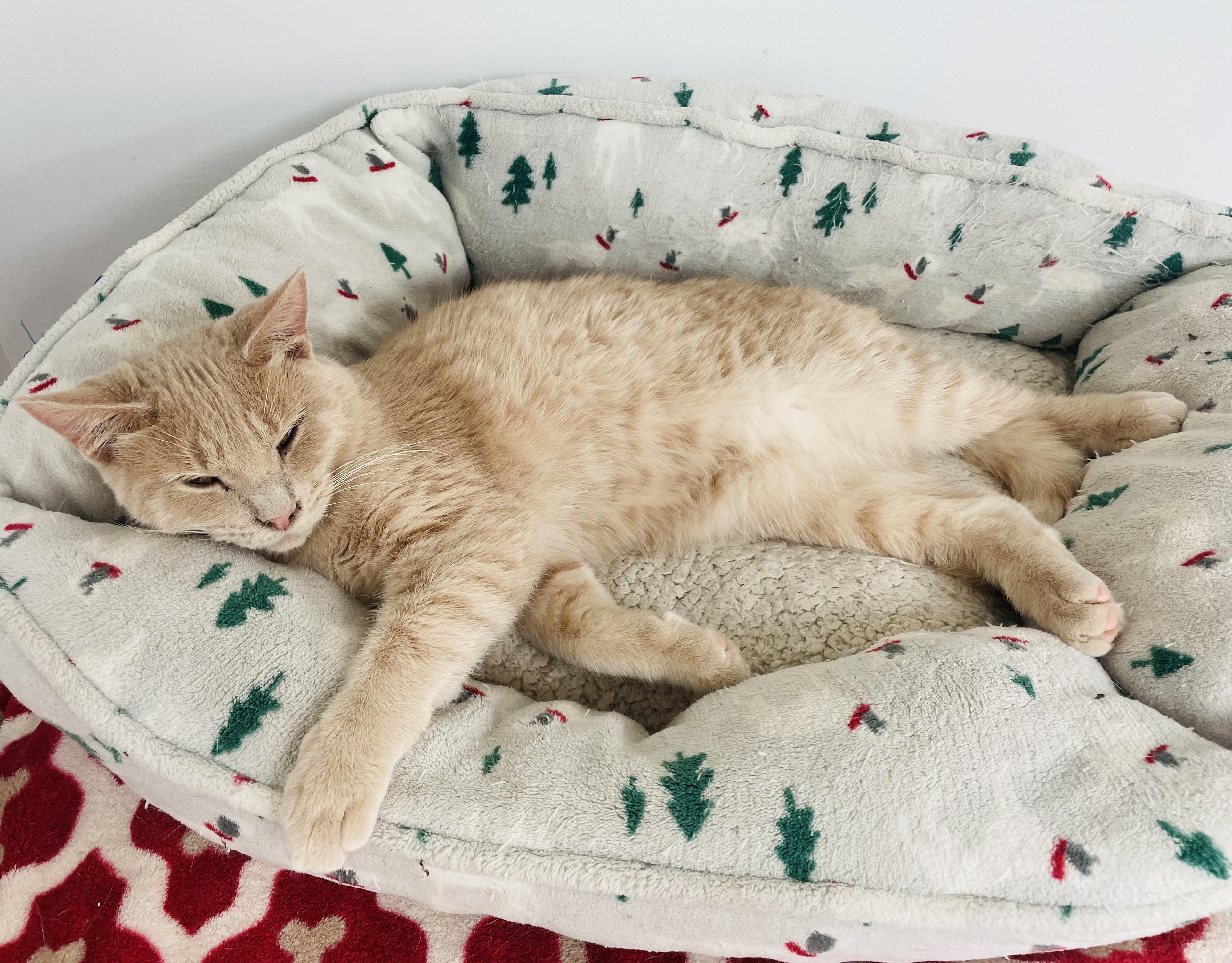 Enlarge Cheeto & Frito, an adoptable Domestic Short Hair in Cincinnati, OH image 1/5
