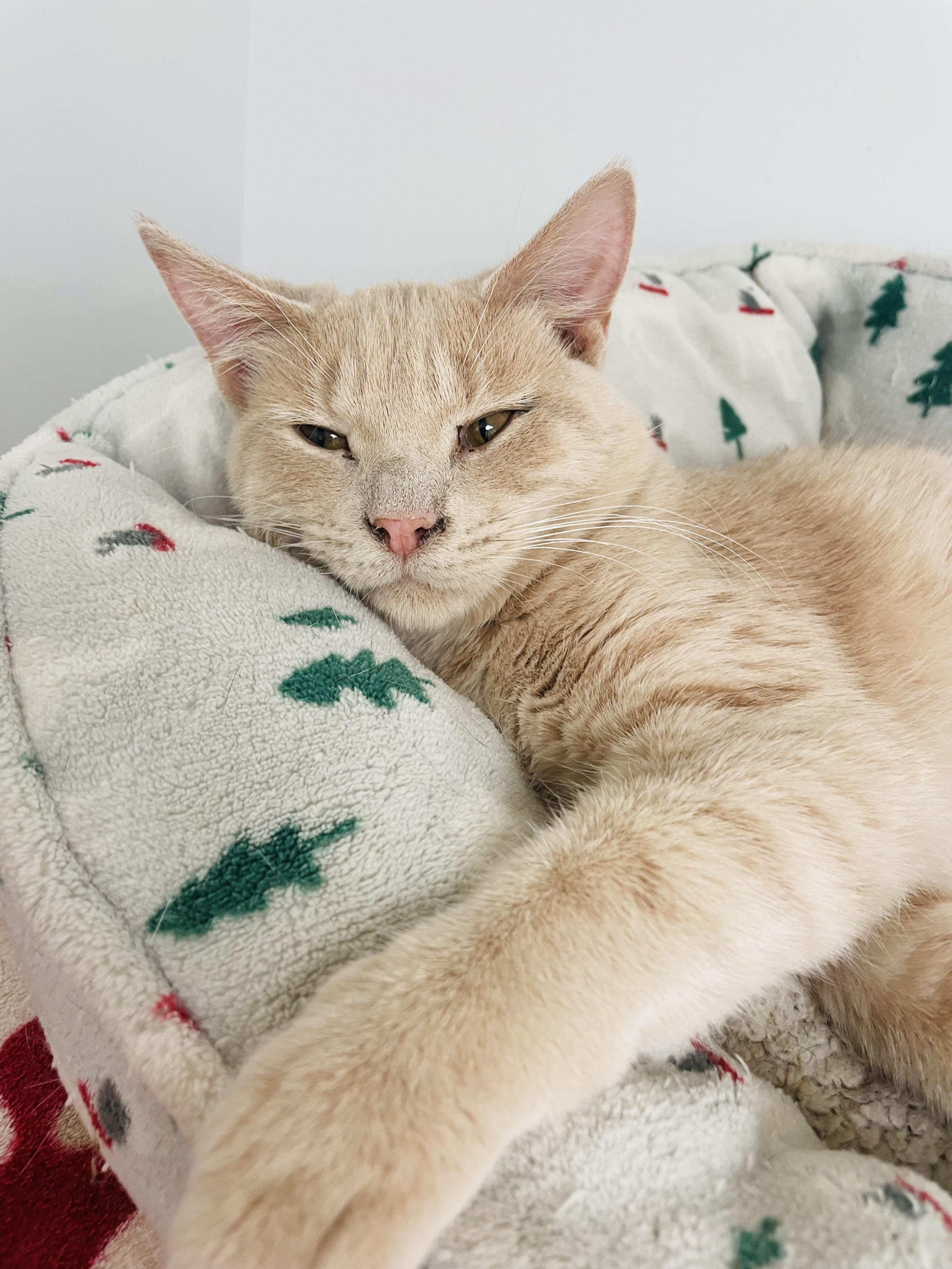 Enlarge Cheeto & Frito, an adoptable Domestic Short Hair in Cincinnati, OH image 2/5