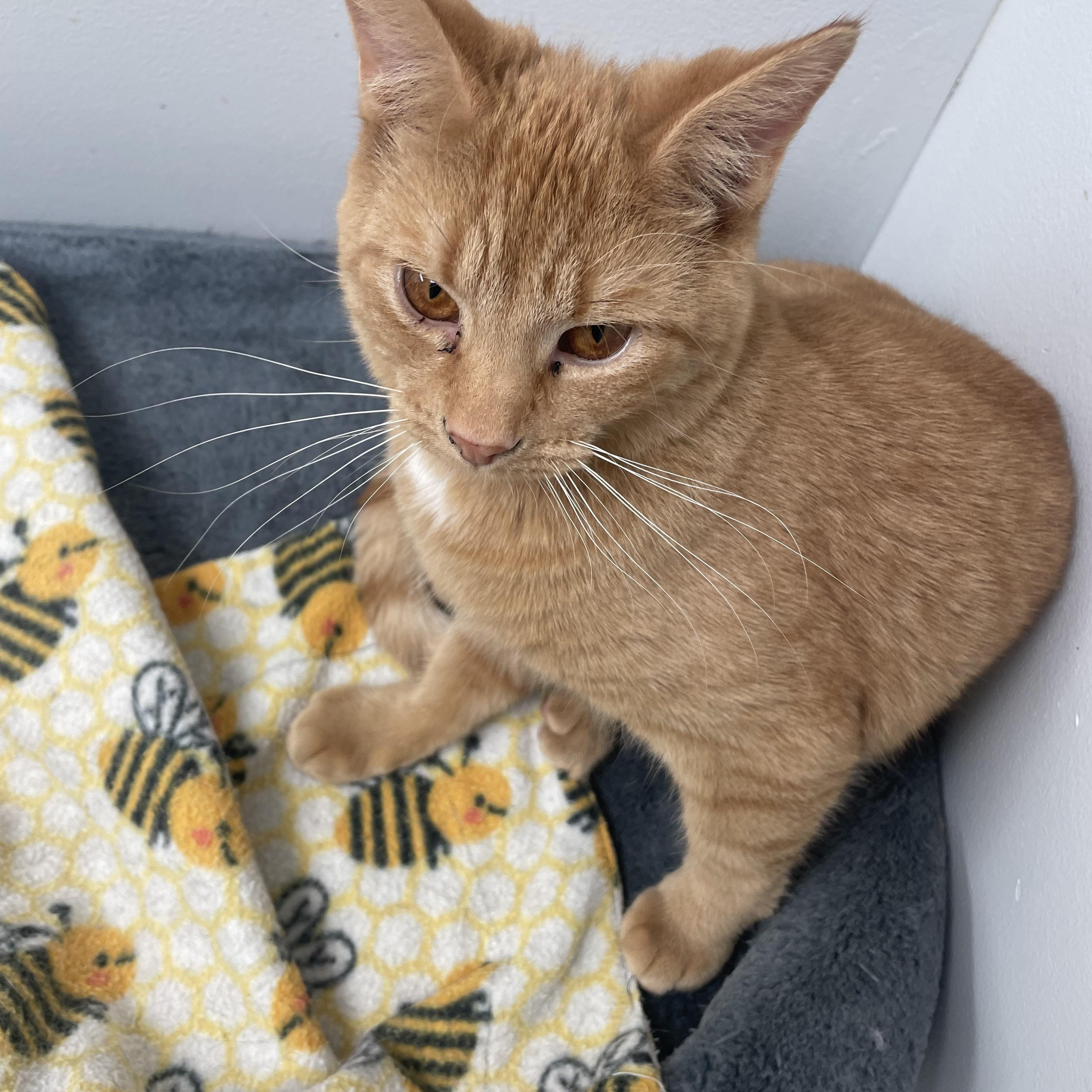 Enlarge Cheeto & Frito, an adoptable Domestic Short Hair in Cincinnati, OH image 3/5