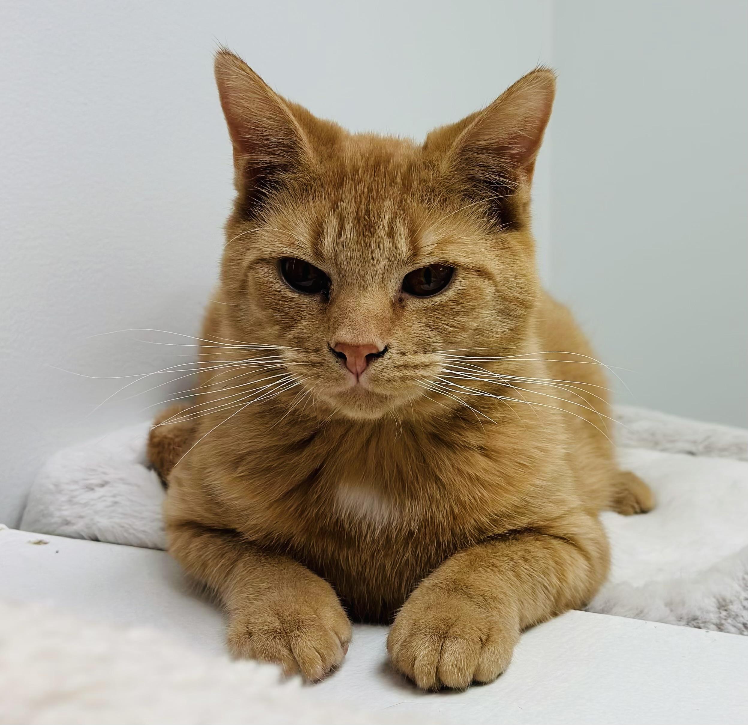 Enlarge Cheeto & Frito, an adoptable Domestic Short Hair in Cincinnati, OH image 4/5