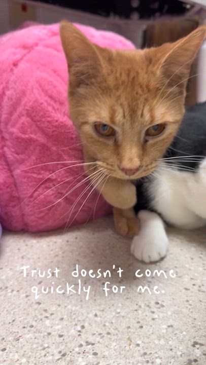 Enlarge Cheeto & Frito, an adoptable Domestic Short Hair in Cincinnati, OH video 5/5