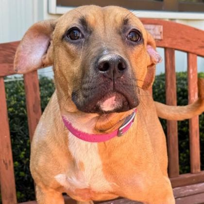 Karina, ADOPTABLE, Young Female Mixed Breed.