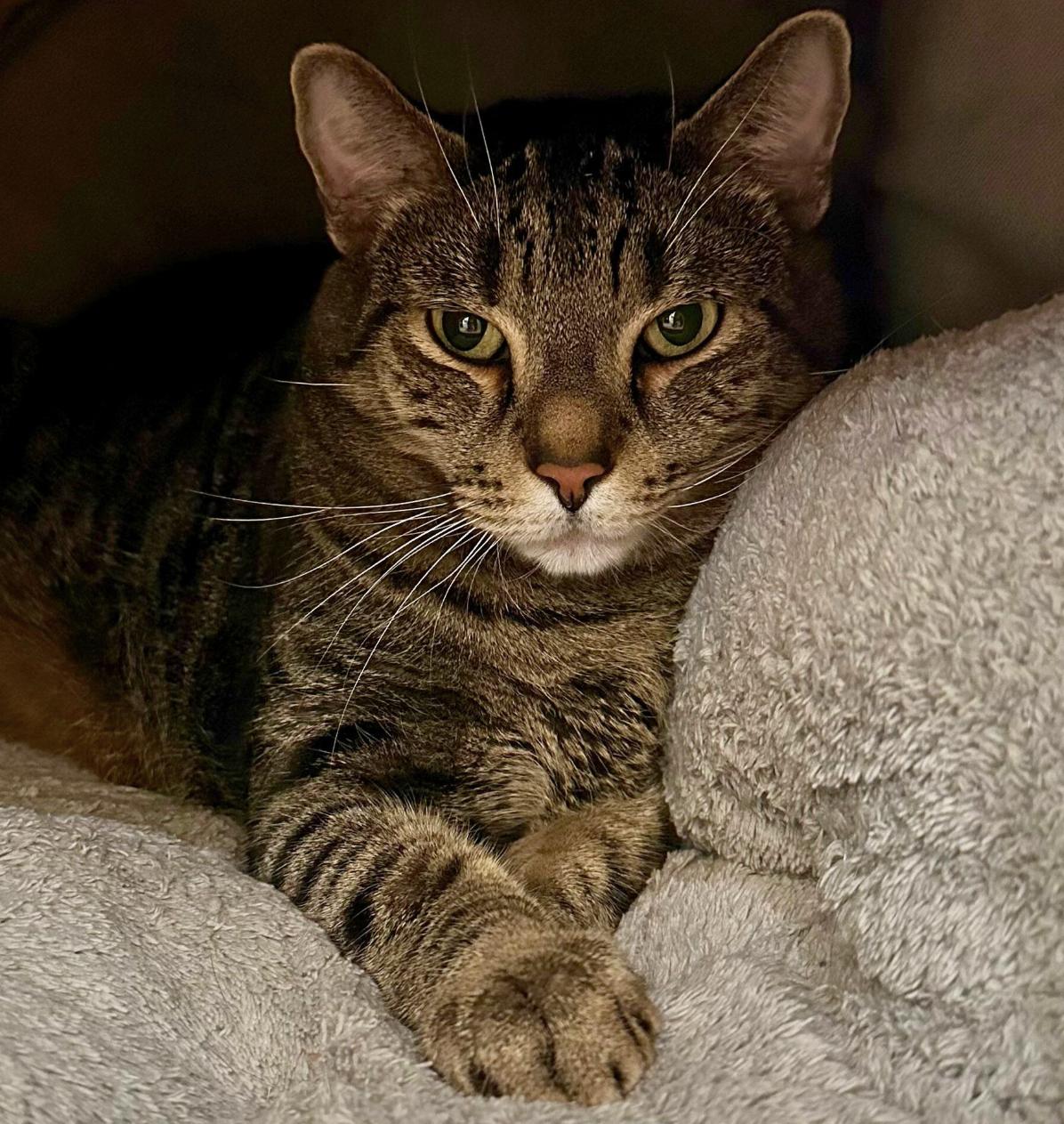 Theo, ADOPTABLE, Adult Male Domestic Short Hair.