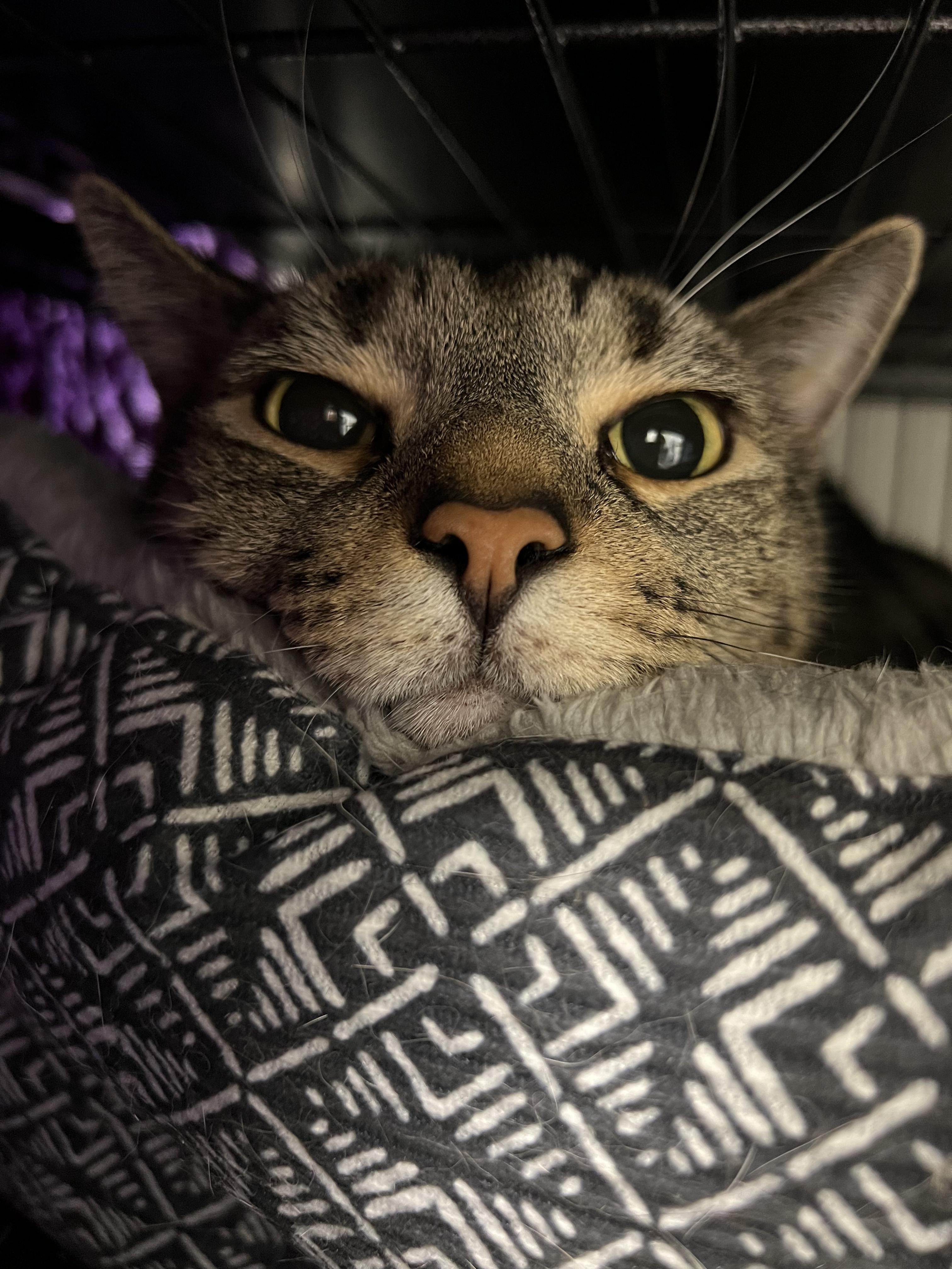 Enlarge Theo, a ADOPTABLE Domestic Short Hair in Old Saybrook, CT image 2/2