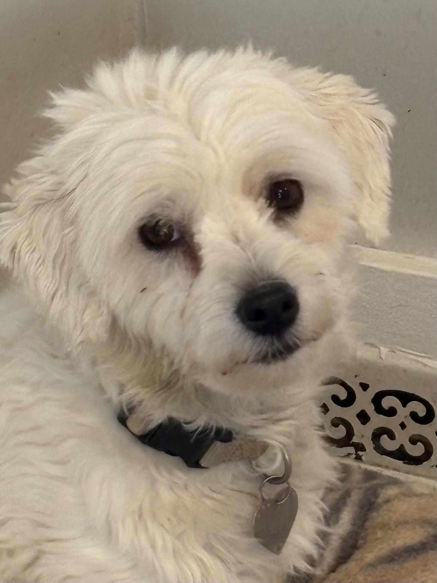 Ellseny, a ADOPTABLE Coton de Tulear in Eaton Rapids, MI image 1/4