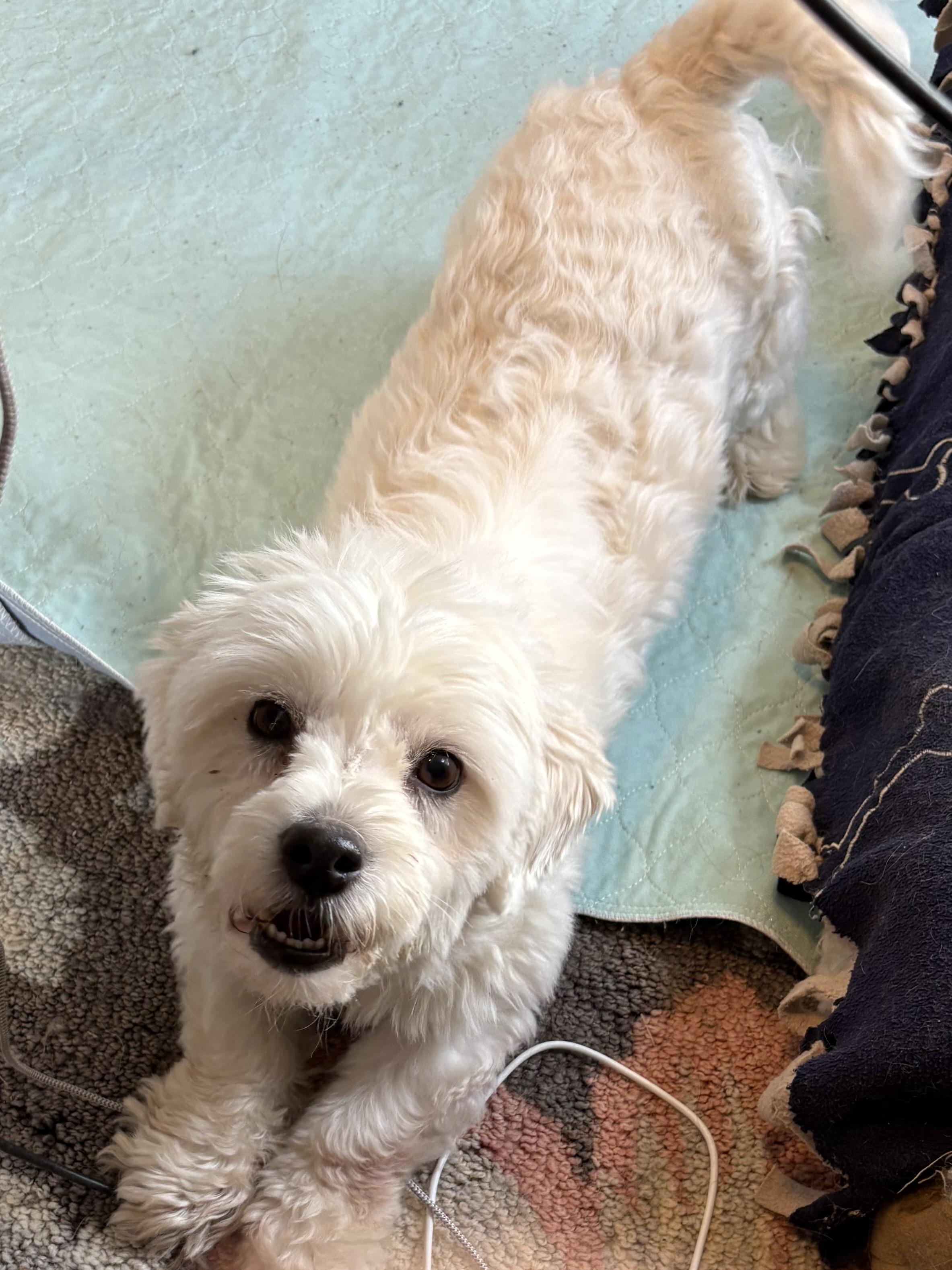 Ellseny, a ADOPTABLE Coton de Tulear in Eaton Rapids, MI image 3/4
