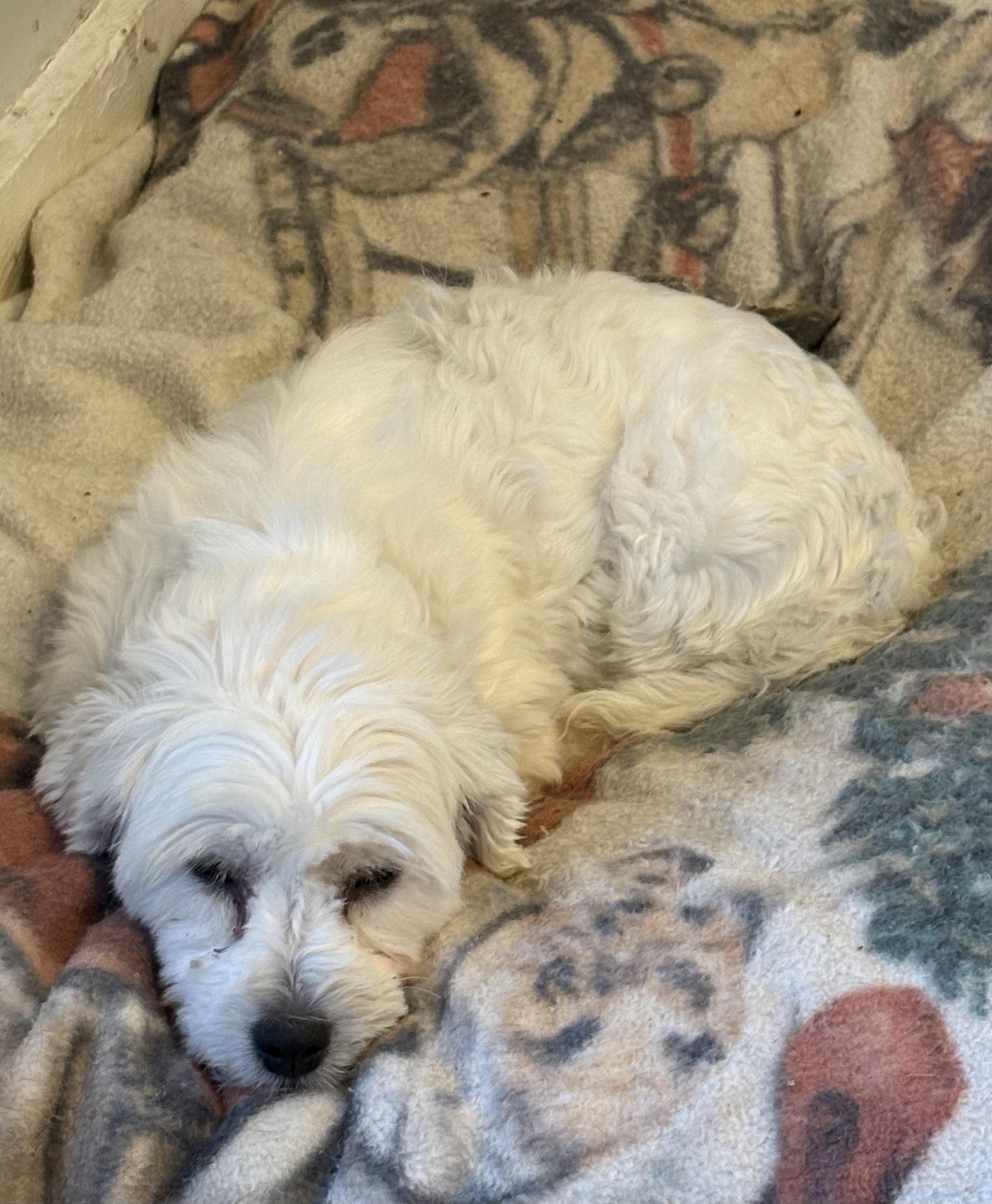 Ellseny, a ADOPTABLE Coton de Tulear in Eaton Rapids, MI image 2/4
