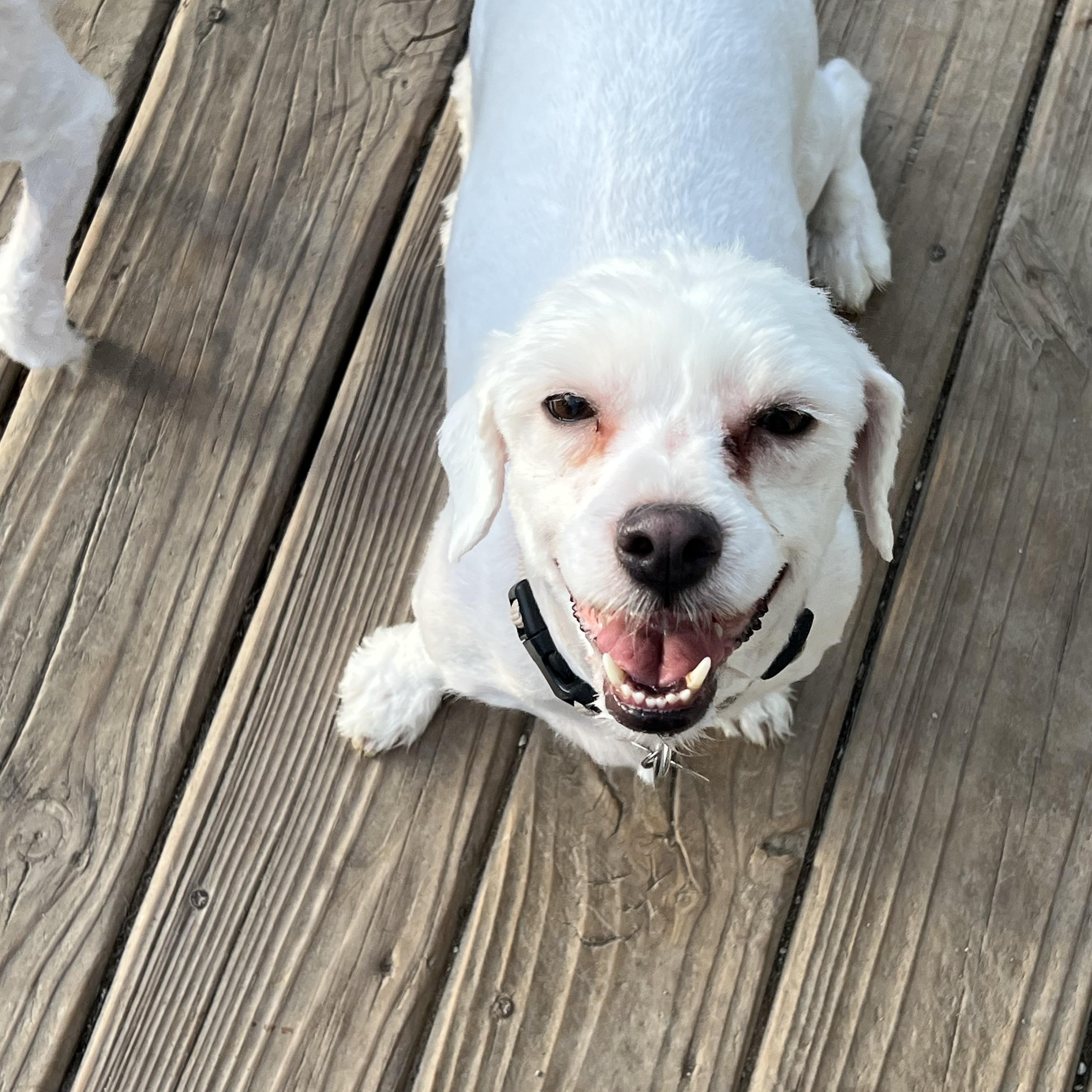 Ellseny, a ADOPTABLE Coton de Tulear in Eaton Rapids, MI image 4/4