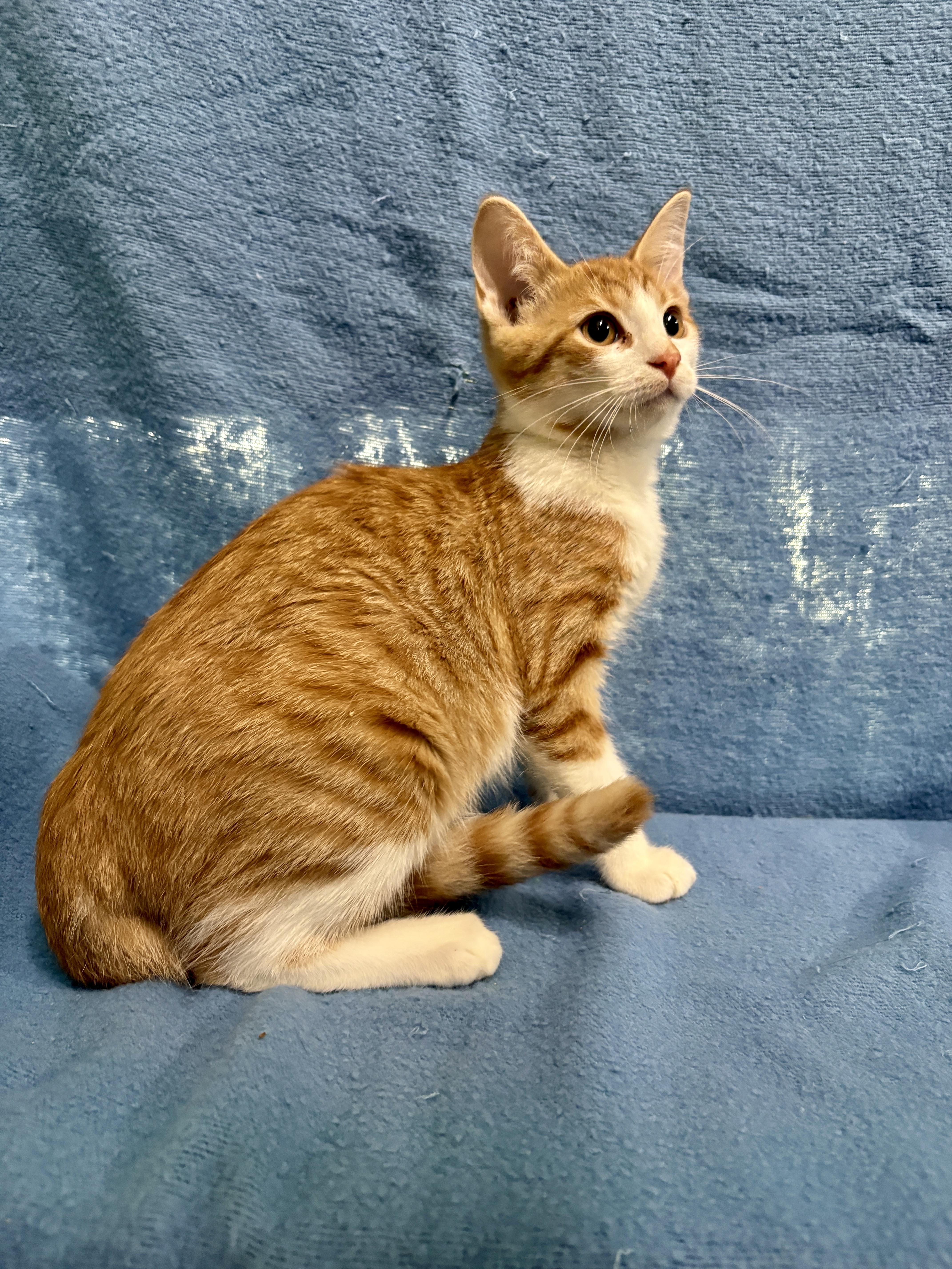 Enlarge DORITO, a Adoptable Domestic Short Hair in Tillsonburg, ON image 3/3