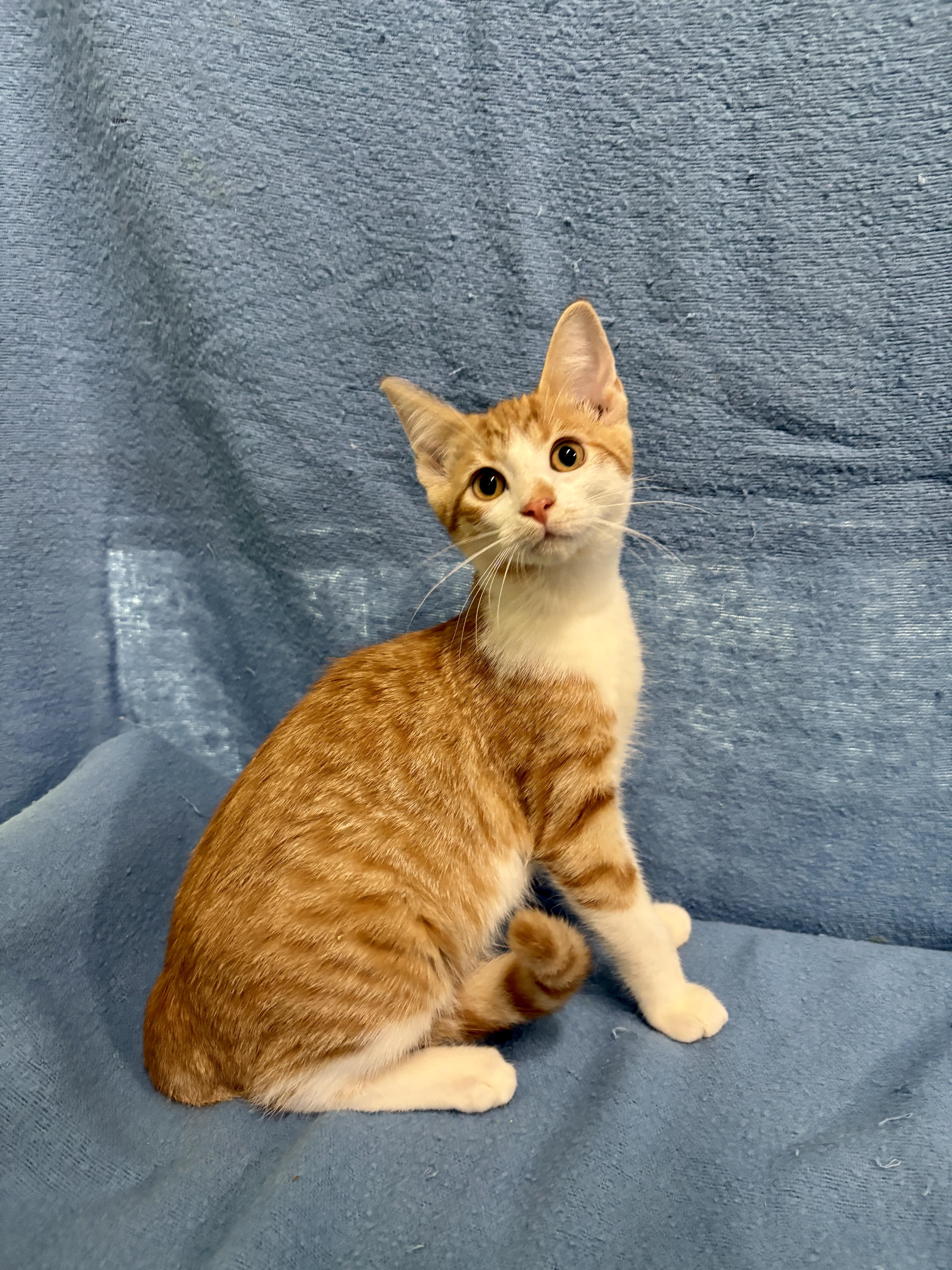 Enlarge DORITO, a Adoptable Domestic Short Hair in Tillsonburg, ON image 2/3