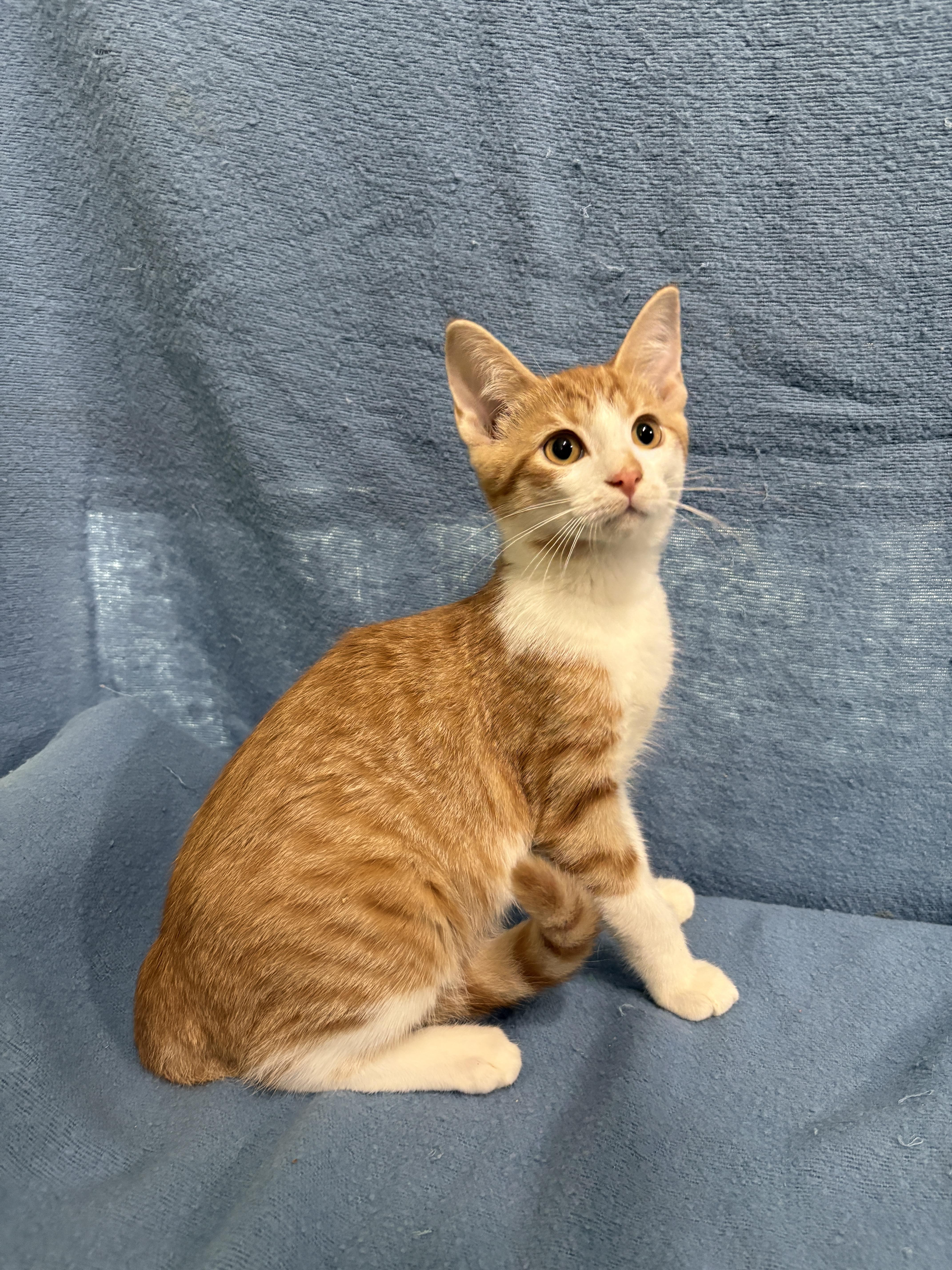 Enlarge DORITO, a Adoptable Domestic Short Hair in Tillsonburg, ON image 1/3