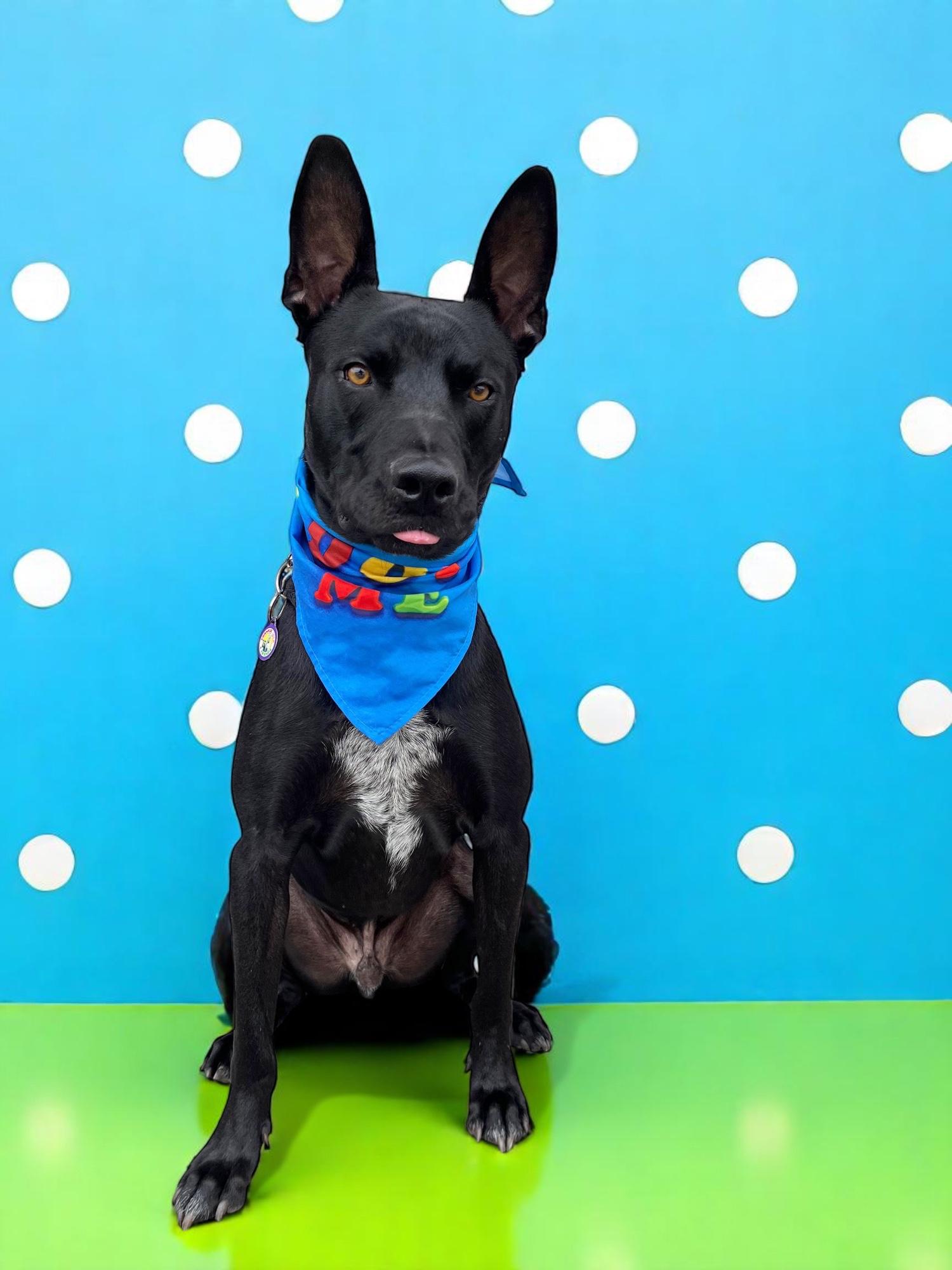 Franco-ADOPT Me!!, Young Male Pit Bull Terrier