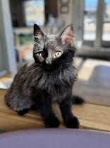 Enlarge Gengar DRAFT, an adopted mixed breed in Eagle, CO image 2/6