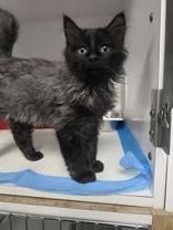 Enlarge Gengar DRAFT, an adopted mixed breed in Eagle, CO image 4/6