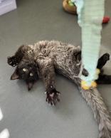 Enlarge Gengar DRAFT, an adopted mixed breed in Eagle, CO image 5/6