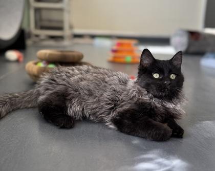 Enlarge Gengar DRAFT, an adopted mixed breed in Eagle, CO image 1/6