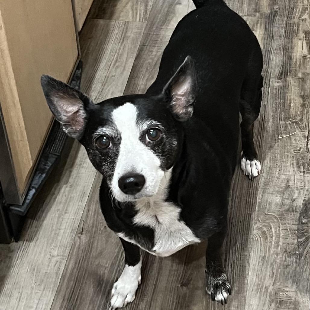 Geyser, Adoptable, Senior Male Jack Russell Terrier.