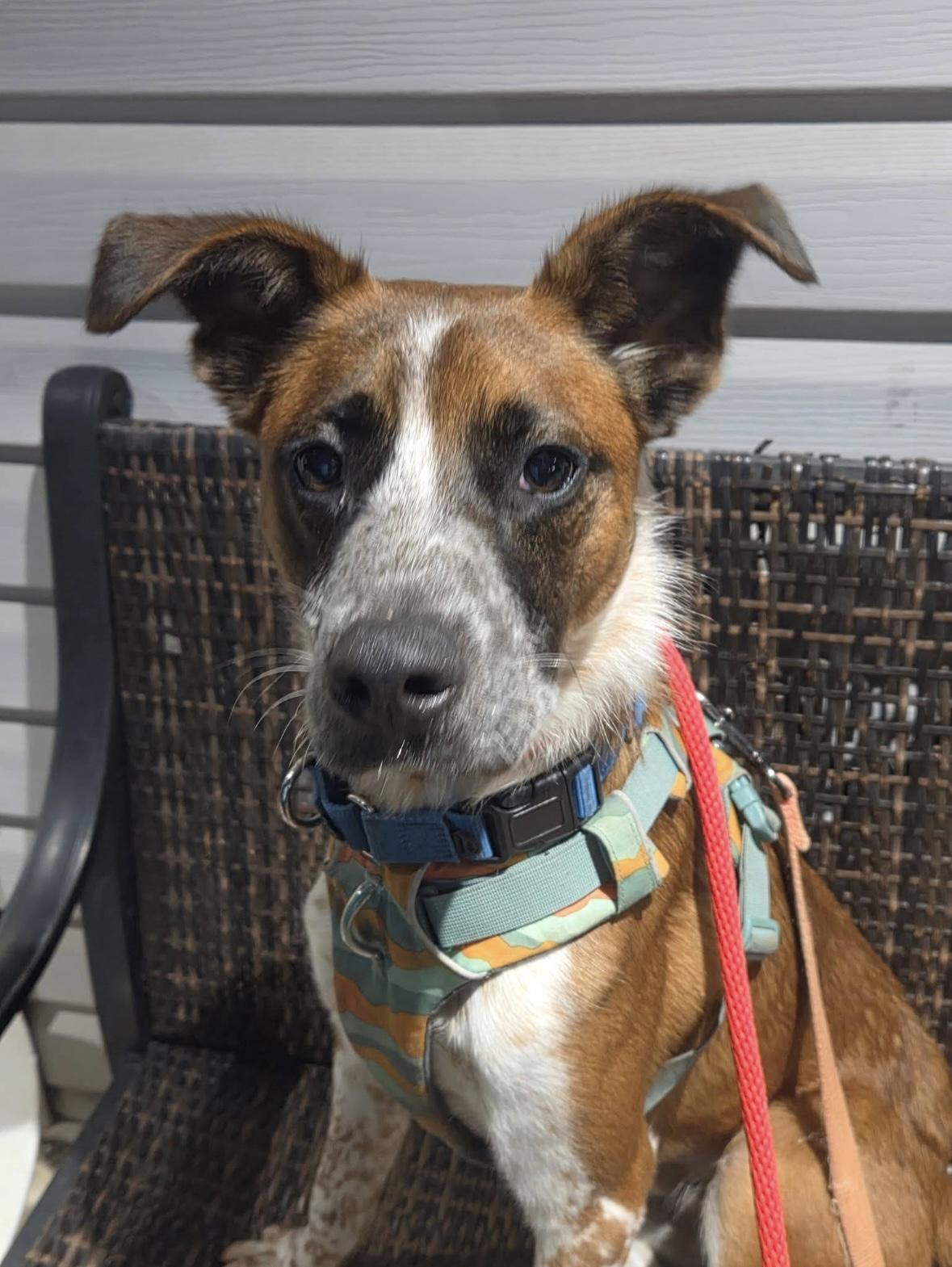 Enlarge Tobby, a ADOPTABLE Mixed Breed in Ellicott City, MD image 1/4