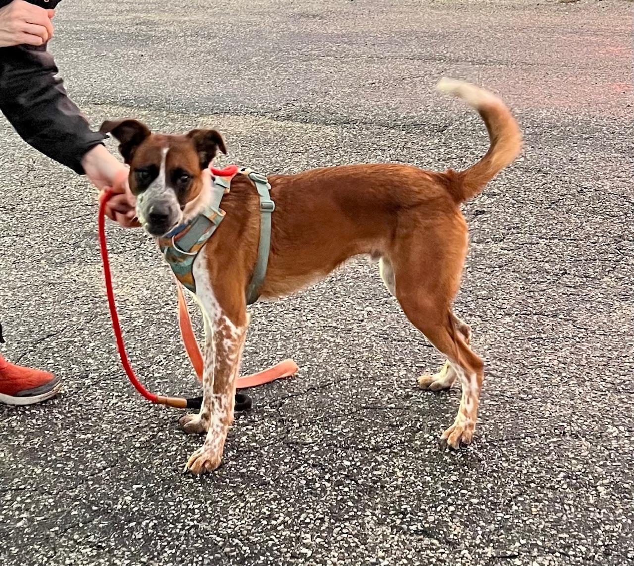 Enlarge Tobby, a ADOPTABLE Mixed Breed in Ellicott City, MD image 5/5