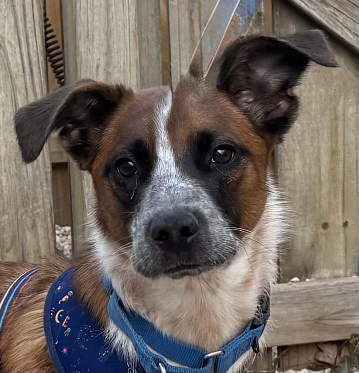 Enlarge Tobby, a ADOPTABLE Mixed Breed in Ellicott City, MD image 2/4